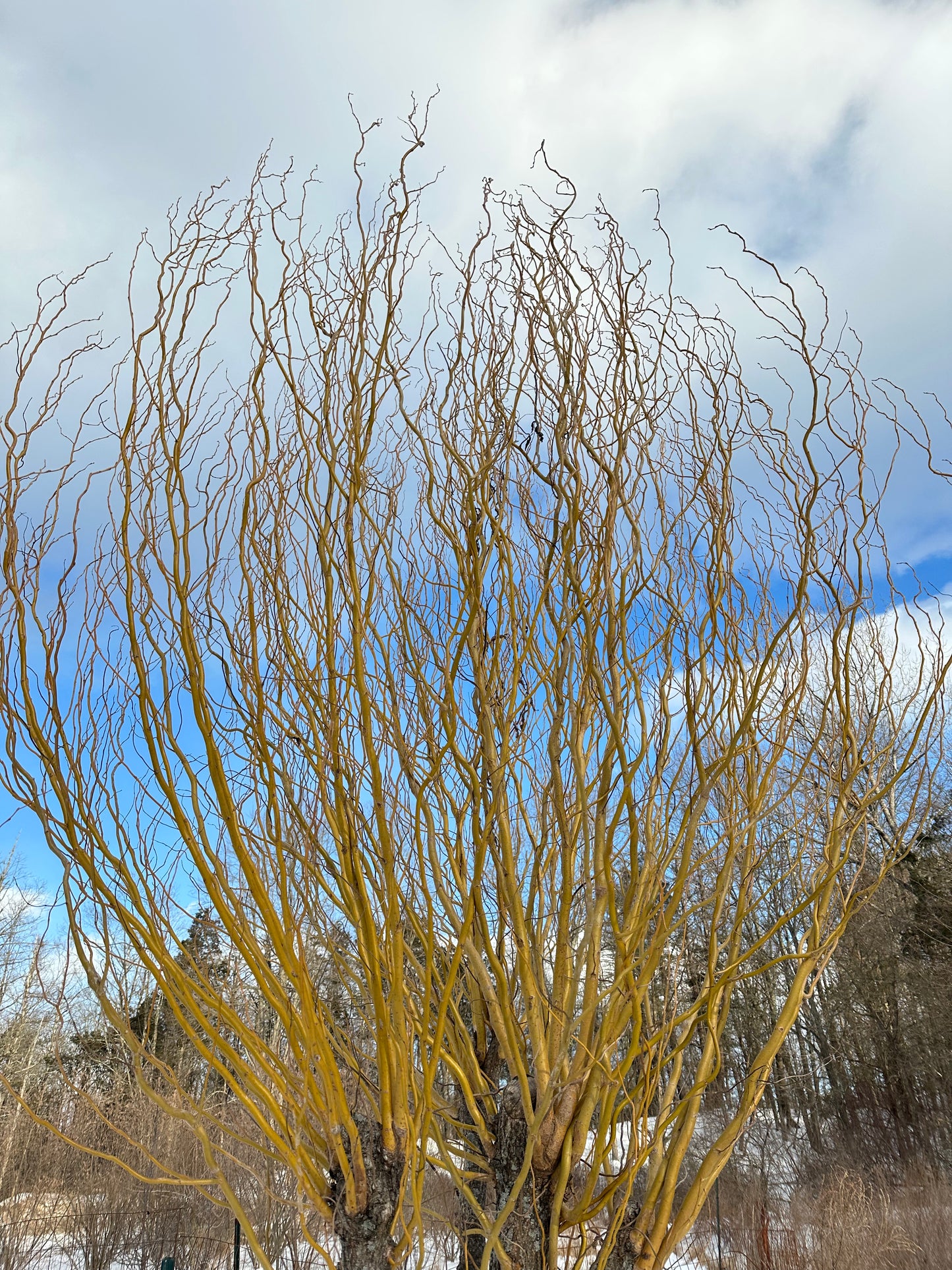 Unrooted Yellow Curly Willow Cuttings (salix matsudana) 5 Cuttings