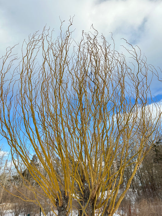 Unrooted Yellow Curly Willow Cuttings (salix matsudana) 10 Cuttings