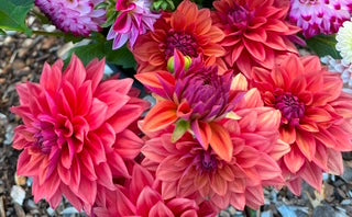 American Dawn Dahlia Tuber